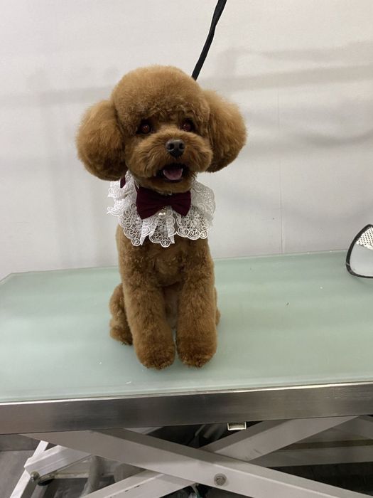 Стрижка (Груминг) собак и кошек