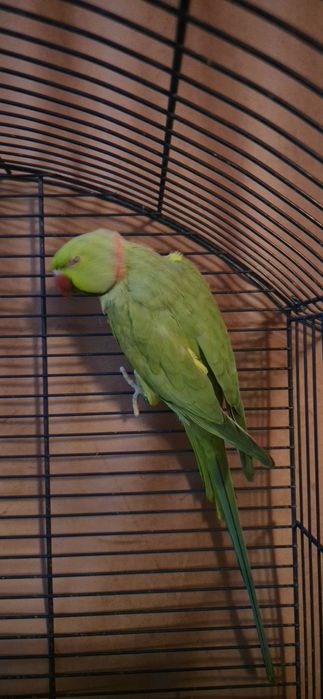 Papagal Micul Alexander,mascul, numele lui este Rico