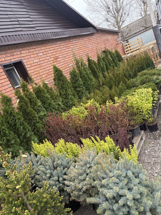 Елки туи озеленение участка