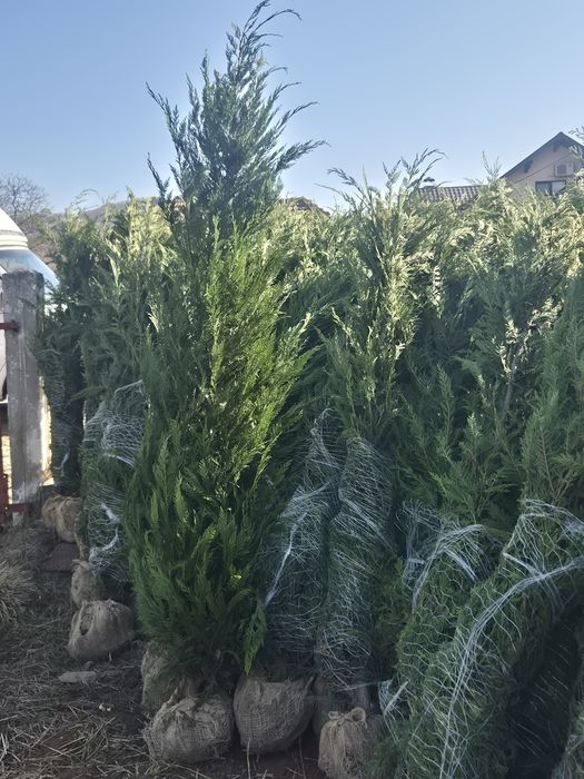 Leylandy cupressocyparis (tuia leylandii)
La o calitate superioara pre