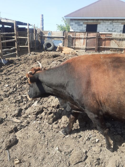 Сиырлар сатылады