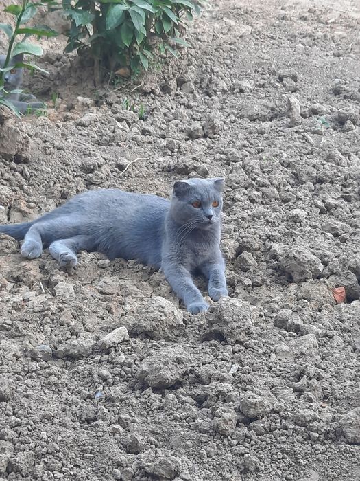 Тоза конли шотланский фолд, шотланский страйт  сотилади