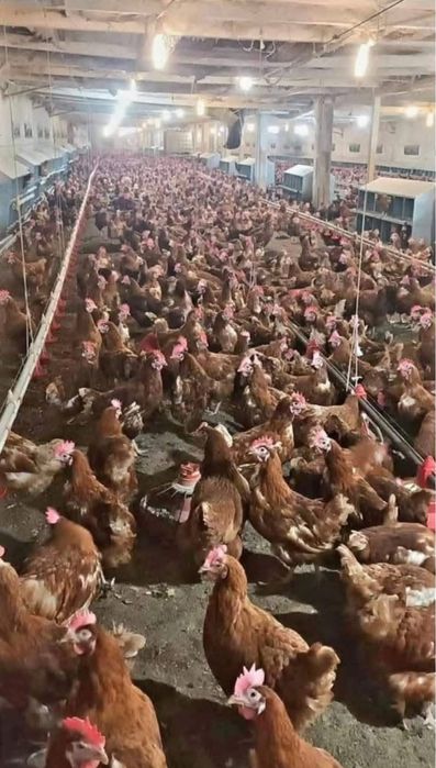 Gaini ouatoare arges