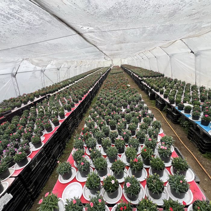 Студоустойчив карамфил