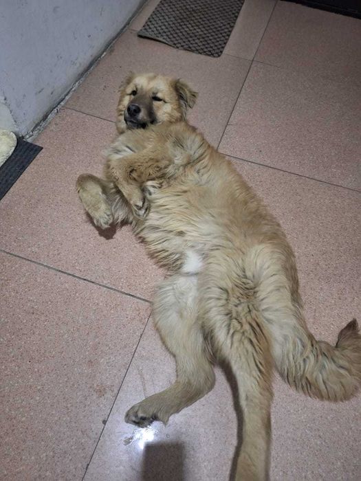 Собака - компаньон