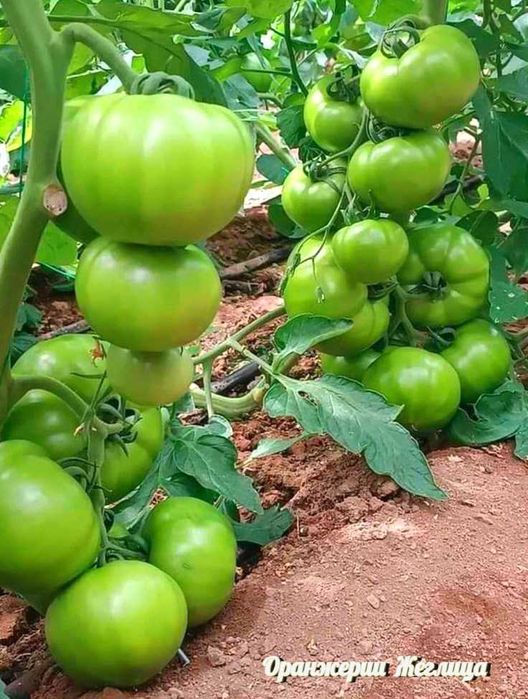 Разсади за Домати, Краставици, Билки и Цветя