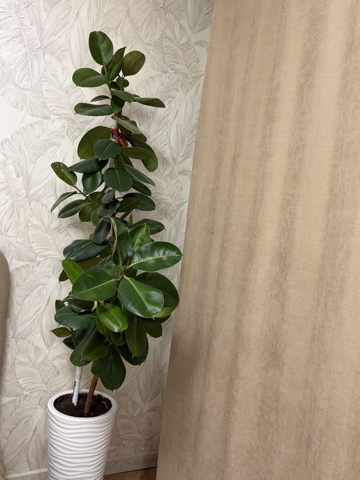 Фикус  огромный, красивый