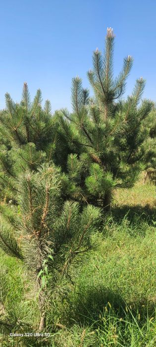 Крымская сосна арча кучатлари сотилади