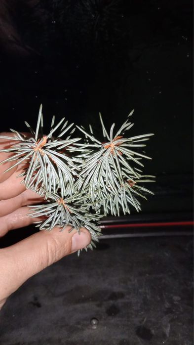 Голубые еловые ветки