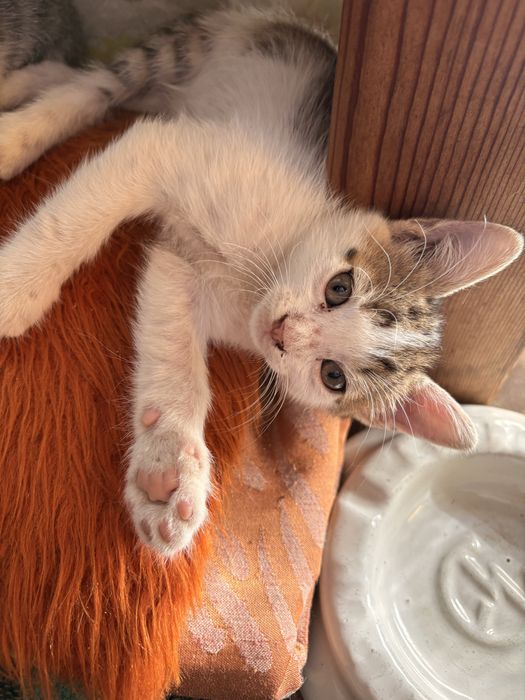 Домашни любимци котета