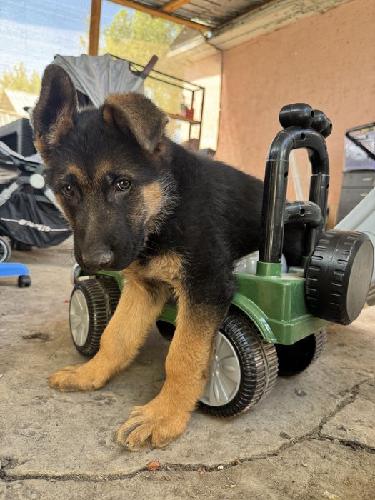 Щенки немецкой овчарки