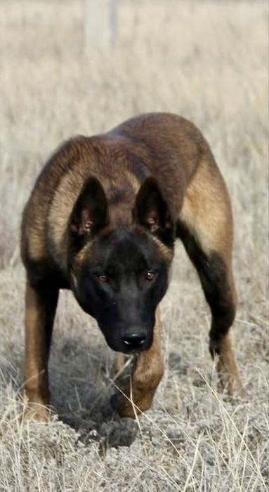 Щенки малинуа от Че Гевары