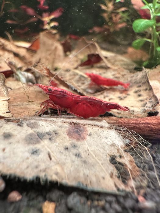 Creveti Neocaridina Sakura Red