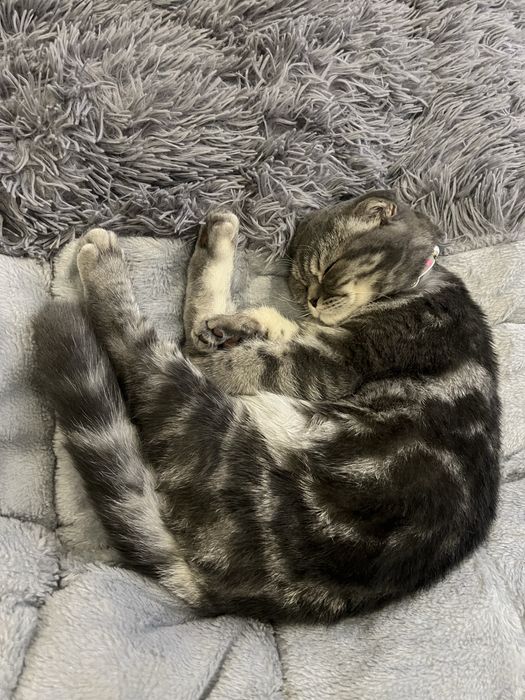 Скотш Фолд девочка