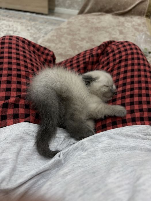 Котенок 2 месяца