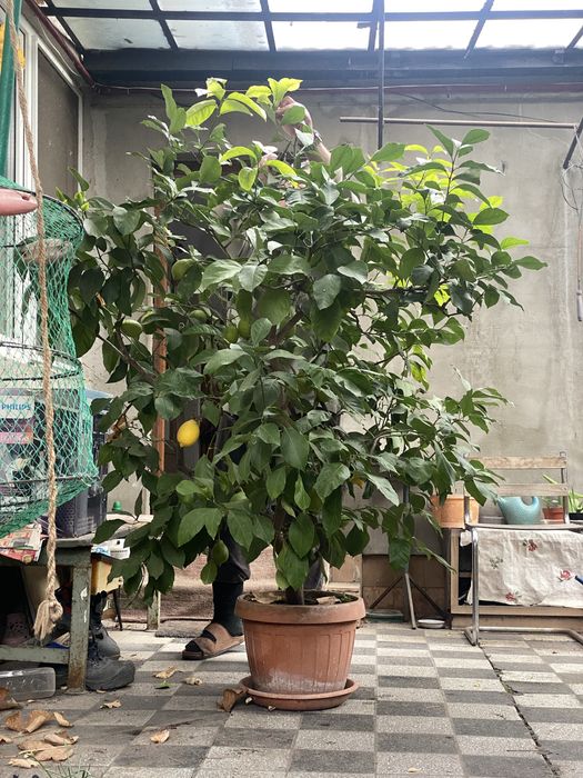 Lamai 25ani+ altruit, rodeste