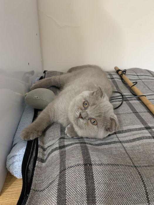 Продается котенок .Девочка