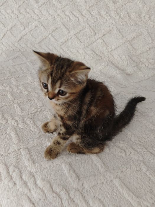 Отдам в хорошие руки  котят
