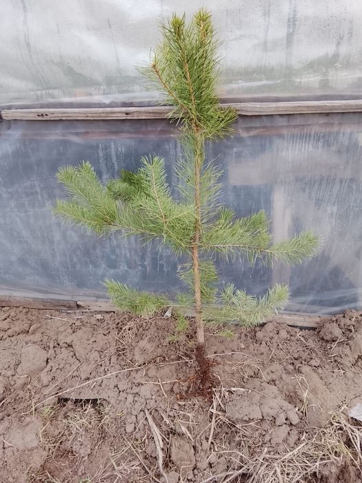 Продам Саженцы Деревьев