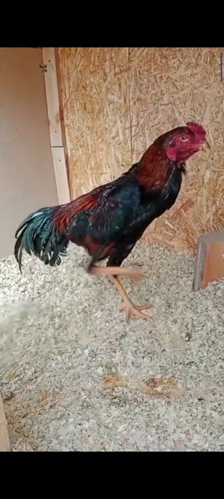 Бойцовский Дакан конце Апреля