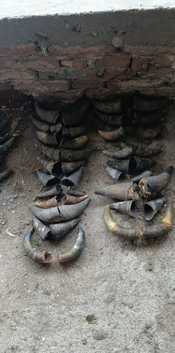 Кравешки рога ...