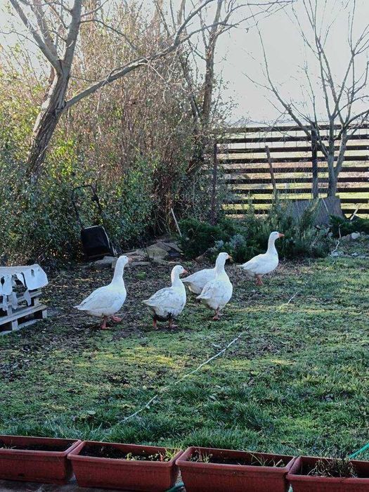 Гъсоци едногодишни или заменям за пуйка и пуяк