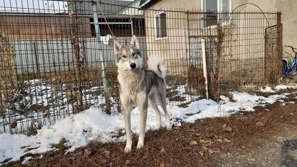 ВЯЗКА. Западно Сибирский Лайка