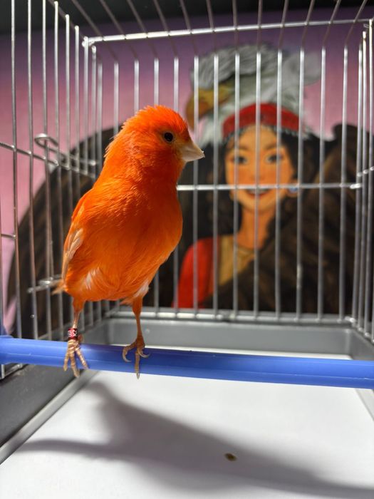 Продам канареек.