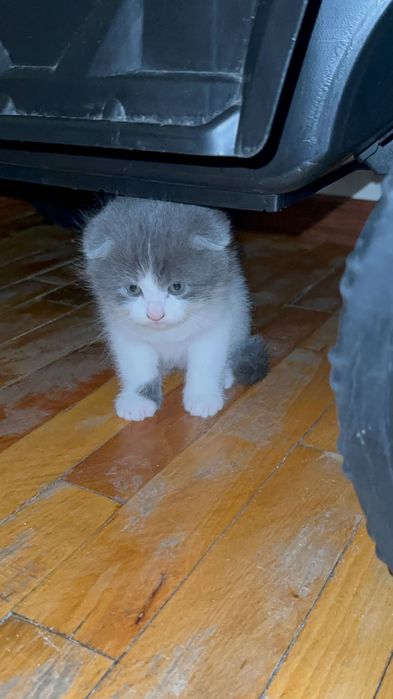 Британский скоттиш фолд