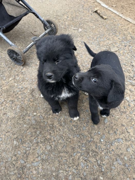 Щенки бесплатно