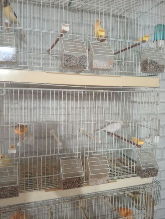 Pui de canari și cănărițe