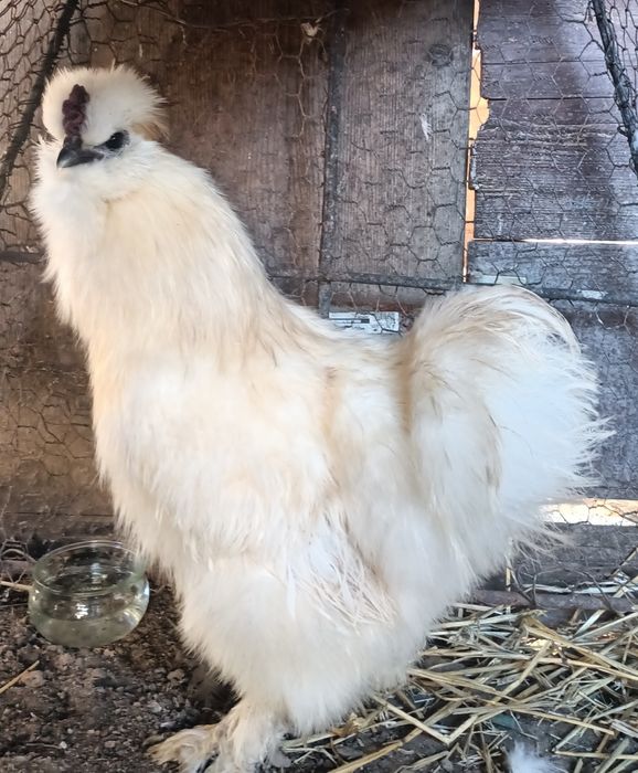 Vând două perechi mătase japoneză