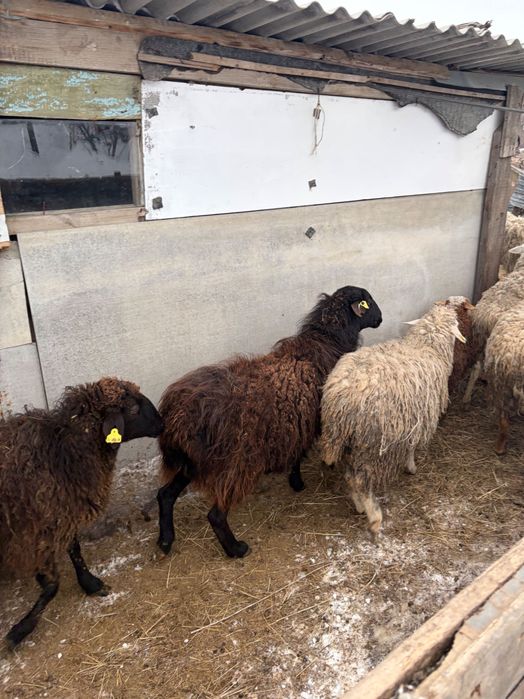 Продается баран самка