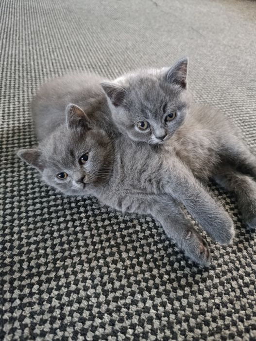 Британски котета