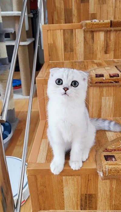 Baiat scottish fold cu pedigree