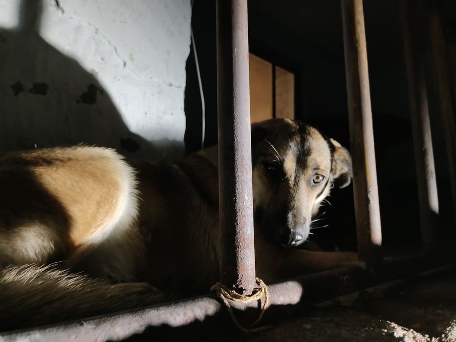 Пуся. Солнечная Собака