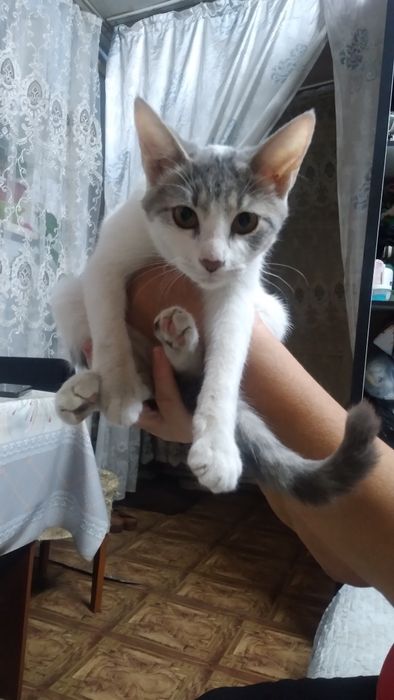 Отдадим котят в хорошие руки.  Котята домашние, в еде не привередливые