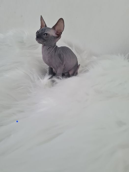Pisică sphynx mascul blue