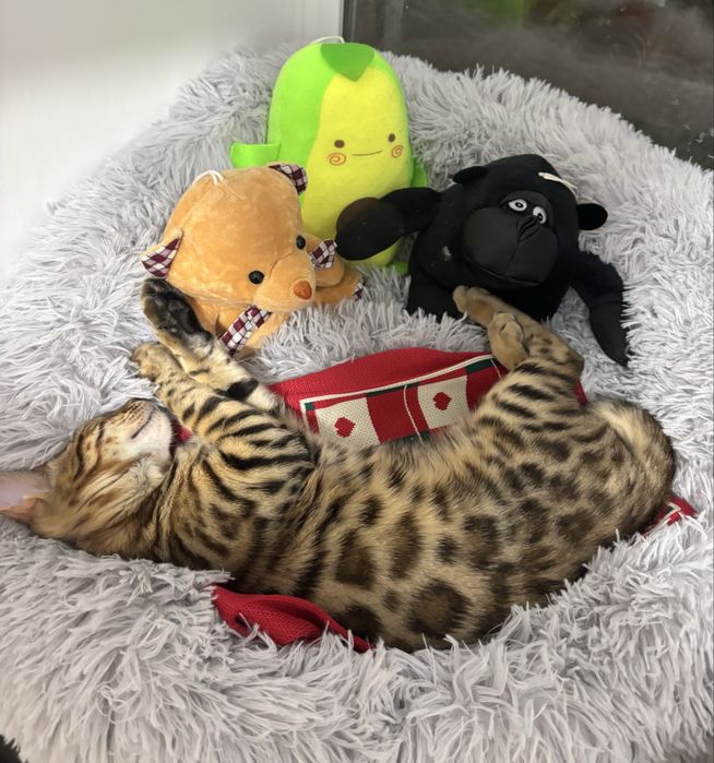 Передержка кошек