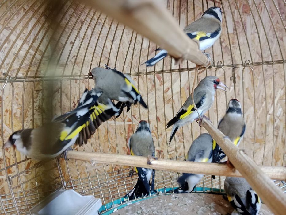 Продам   щеглов