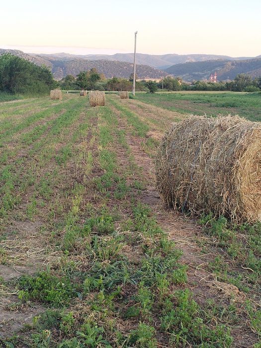 Baloți de lucernă