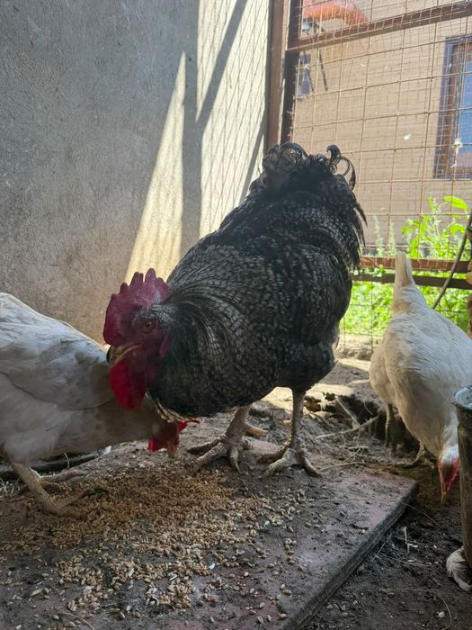 Продам 2х петухов