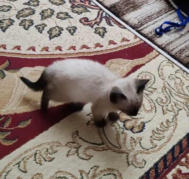 Породистые котятки сиамские