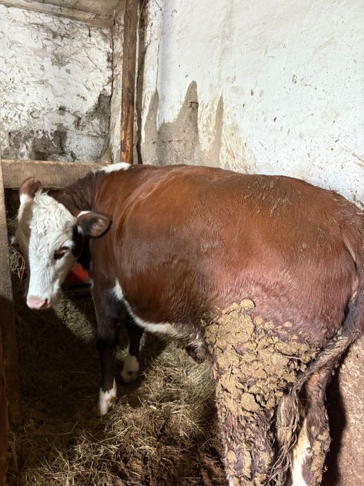 Продам бычков бело головые