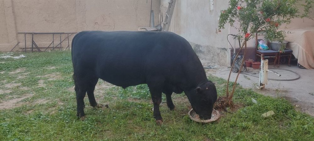 Angus buqa sotiladi