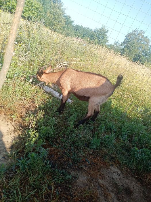 De vânzare o capra și o iada