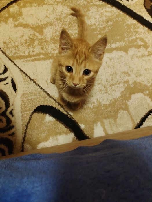 Individual porno video