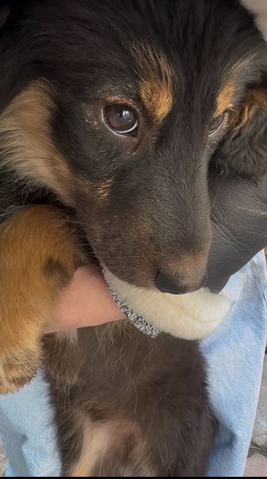 Девочка-щенок ждет семью