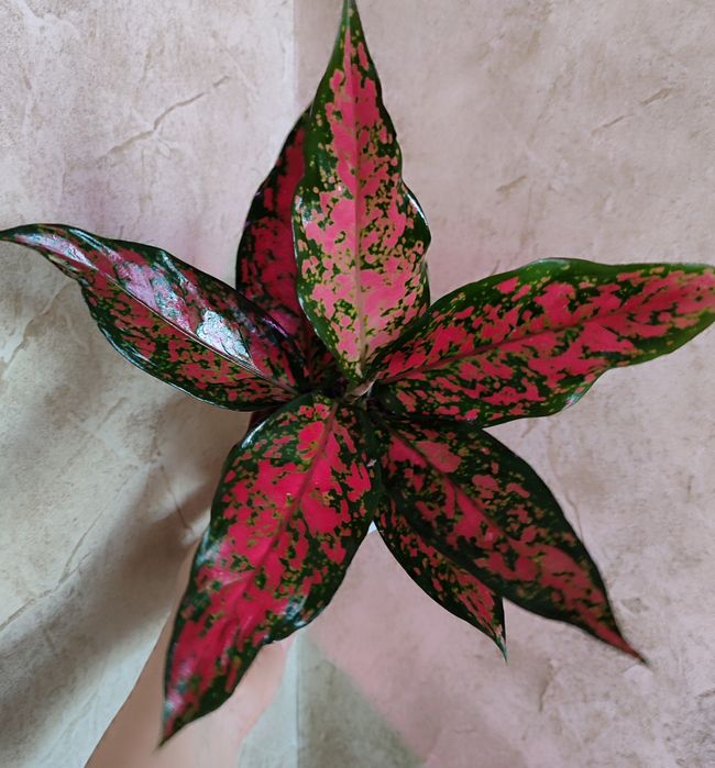 Тайские Аглаонемы