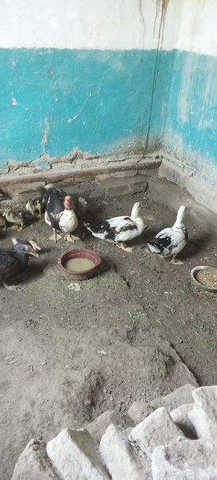 Indautka joʻjalari sotiladi